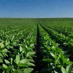 Plantação de soja no Brasil representando proteção de cultivares agrícolas