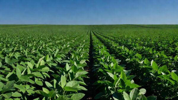 Plantação de soja no Brasil representando proteção de cultivares agrícolas