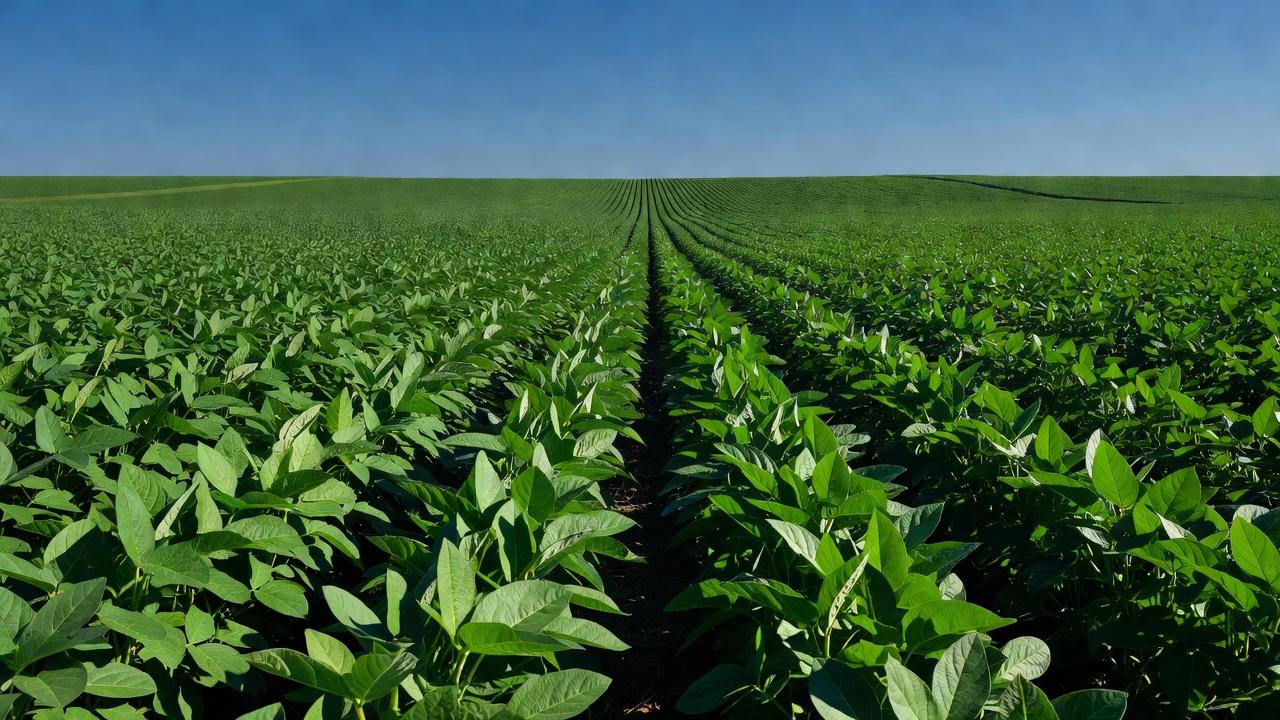 Plantação de soja no Brasil representando proteção de cultivares agrícolas