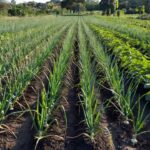 Lavouras de cebola, alho e melão em plantação agrícola brasileira