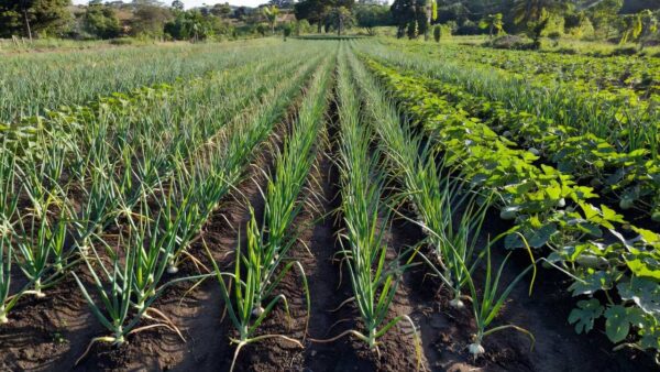 Lavouras de cebola, alho e melão em plantação agrícola brasileira