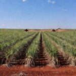 Plantação de cana-de-açúcar no Brasil representando o mercado de açúcar