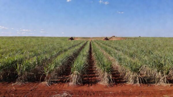 Plantação de cana-de-açúcar no Brasil representando o mercado de açúcar