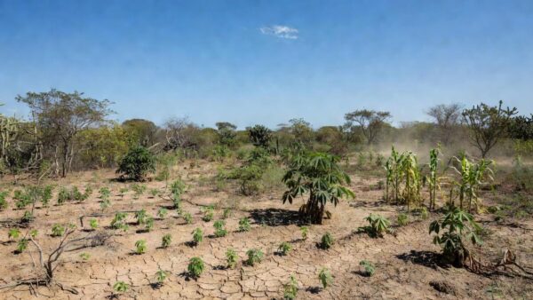 Xique-xique cactus in the Caatinga biome, with landscape in the background in Santa Luzia, Paraíba, Brazil.; Foto: Getty Images