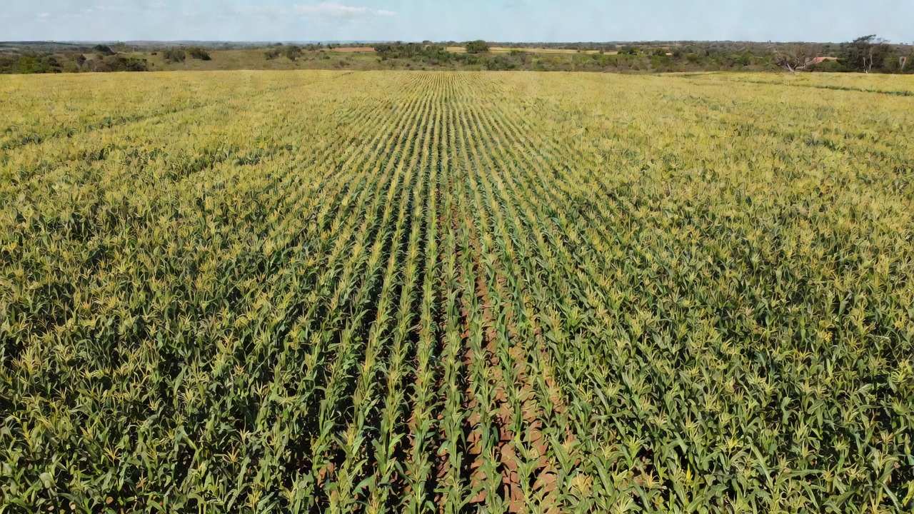 As áreas produtoras de milho segunda safra não registraram impactos significativos causados pelas geadas — Foto: Paulo Kurtz/Embrapa