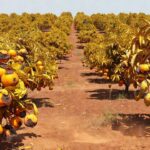 Integrar árvores com as pastagens também pode contribuir para reduzir as infestações de mosca-dos-chifres - Foto: Gisele Rosso