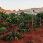 Medo de furtos muda rotina de produtores durante colheita no Norte do Espírito Santo — Foto: TV Gazeta