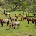 A veterinária Ana Maria Lorenzetti, que mora na área urbana de Santa Cruz do Rio Pardo, com seu mini-horse chamado Trovão. — Foto: Reprodução Globo Rural