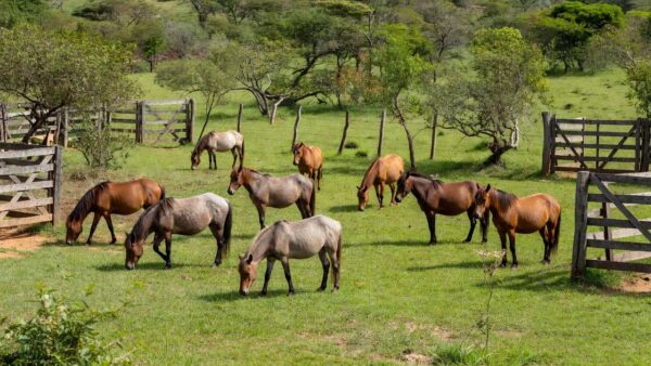 A veterinária Ana Maria Lorenzetti, que mora na área urbana de Santa Cruz do Rio Pardo, com seu mini-horse chamado Trovão. — Foto: Reprodução Globo Rural