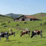 Fazenda de pecuária leiteira em Minas Gerais com vacas em pastagem verde