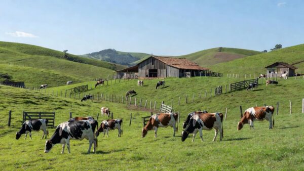 Fazenda de pecuária leiteira em Minas Gerais com vacas em pastagem verde