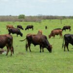 Bois gordos e bezerros em pastagem de fazenda no Brasil