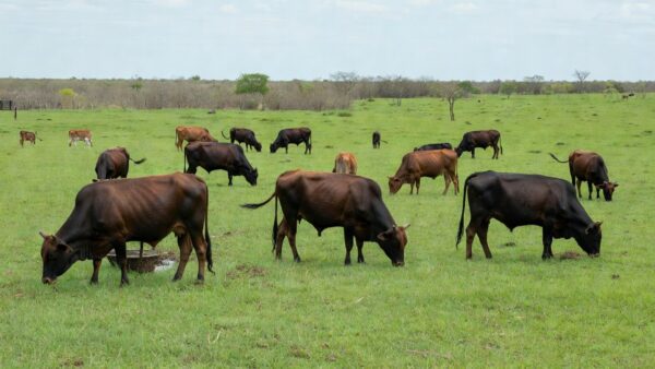 Bois gordos e bezerros em pastagem de fazenda no Brasil