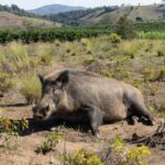 Javali de 300 kg abatido em área rural de Minas Gerais