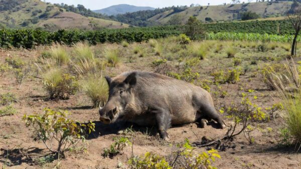 Javali de 300 kg abatido em área rural de Minas Gerais