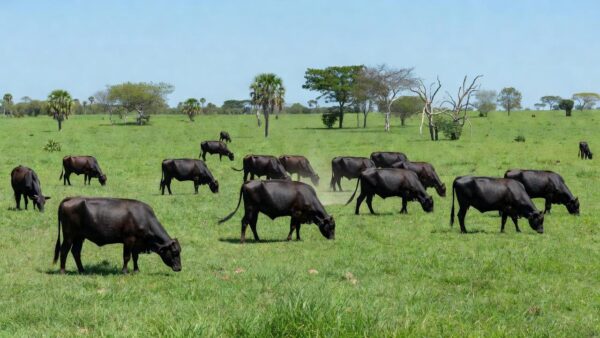 Foto: Butler Farms Inc
