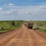 Estrada rural em Mato Grosso com caminhões transportando gado devido a férias em frigoríficos