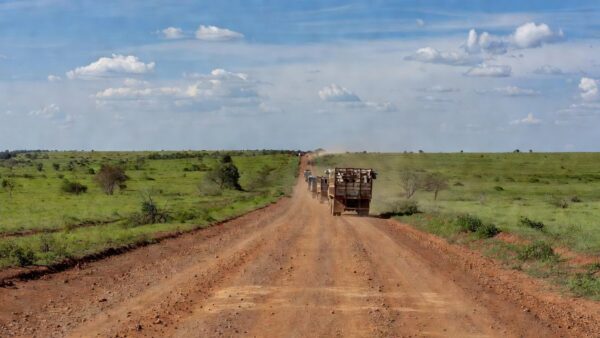 Estrada rural em Mato Grosso com caminhões transportando gado devido a férias em frigoríficos