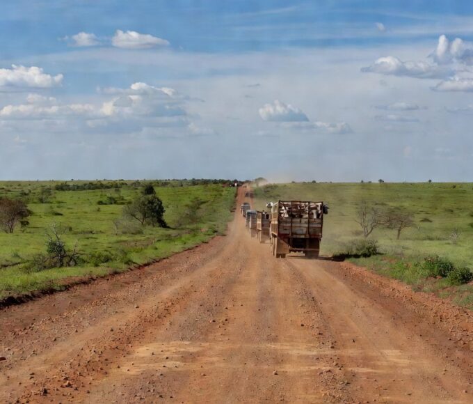 Estrada rural em Mato Grosso com caminhões transportando gado devido a férias em frigoríficos