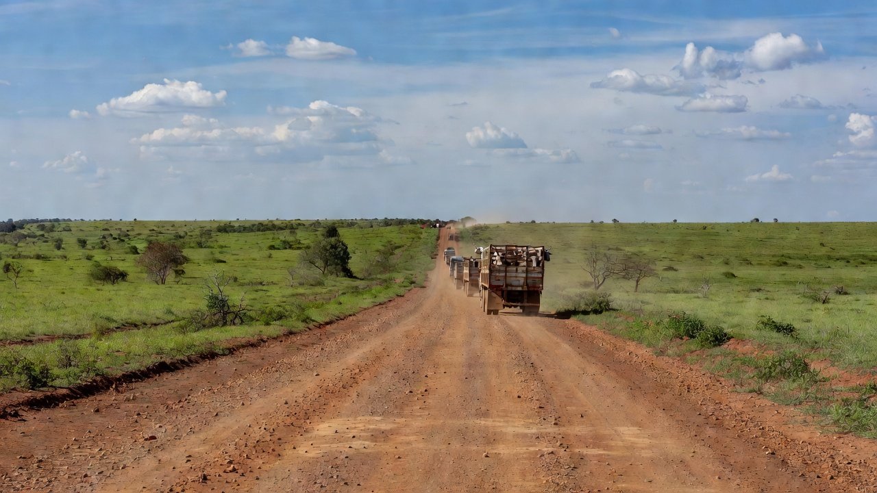 Estrada rural em Mato Grosso com caminhões transportando gado devido a férias em frigoríficos