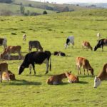 Vacas leiteiras em fases de cria e recria em fazenda brasileira