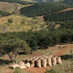 Plantação de microlotes de café no Cerrado Mineiro produzidos por mulheres