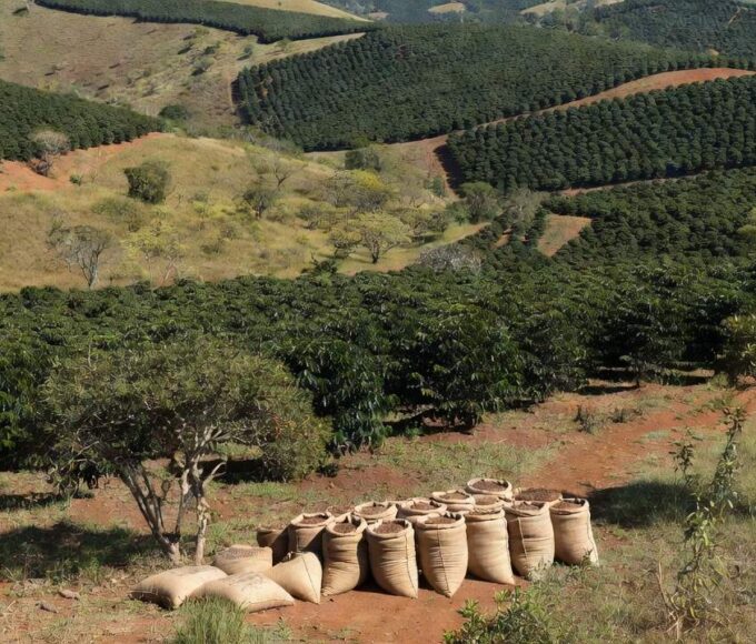 Plantação de microlotes de café no Cerrado Mineiro produzidos por mulheres
