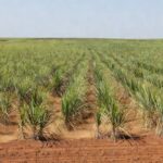Foto: SLC Agrícola