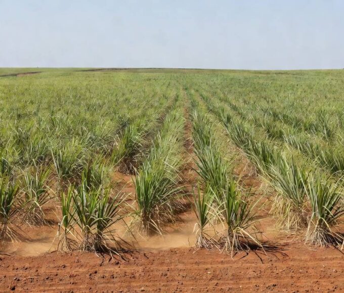 Foto: SLC Agrícola