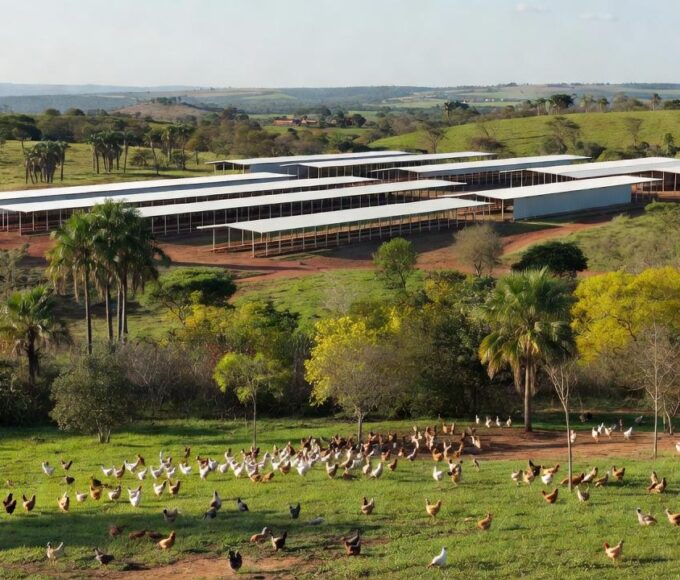 Granja avícola brasileira com aves em área rural, representando o setor de frango e perdas por condenações de carcaça.