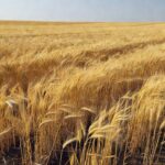 Plantação de trigo em campo brasileiro para estimativa de produção USDA