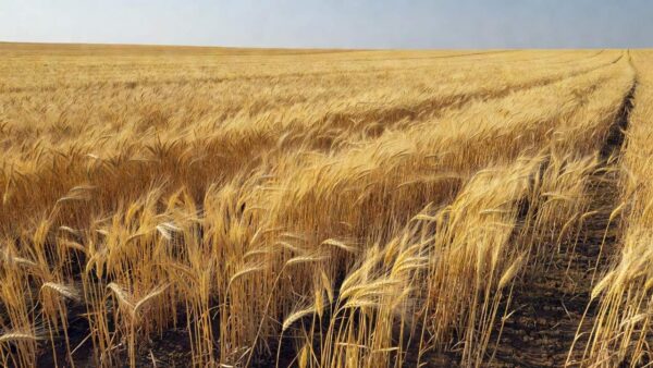 Plantação de trigo em campo brasileiro para estimativa de produção USDA
