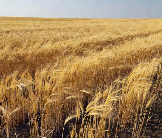 Plantação de trigo em campo brasileiro para estimativa de produção USDA