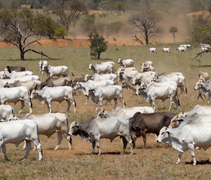 Rebanho de bovinos Nelore em avaliação recorde no Mato Grosso