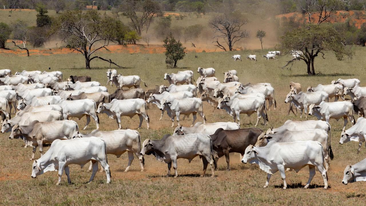 Rebanho de bovinos Nelore em avaliação recorde no Mato Grosso