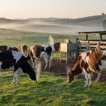 Infestação de carrapatos em bovinos pode chegar a 600 parasitas por dia, a depender da raça do animal — Foto: Marcos La Falce/Embrapa Gado de Leite