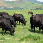 Animais da raça britânica são usados no cruzamento com vacas Nelore, do Centro-Oeste — Foto: Globo Rural