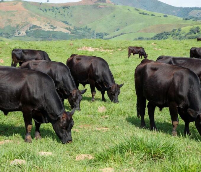 Animais da raça britânica são usados no cruzamento com vacas Nelore, do Centro-Oeste — Foto: Globo Rural