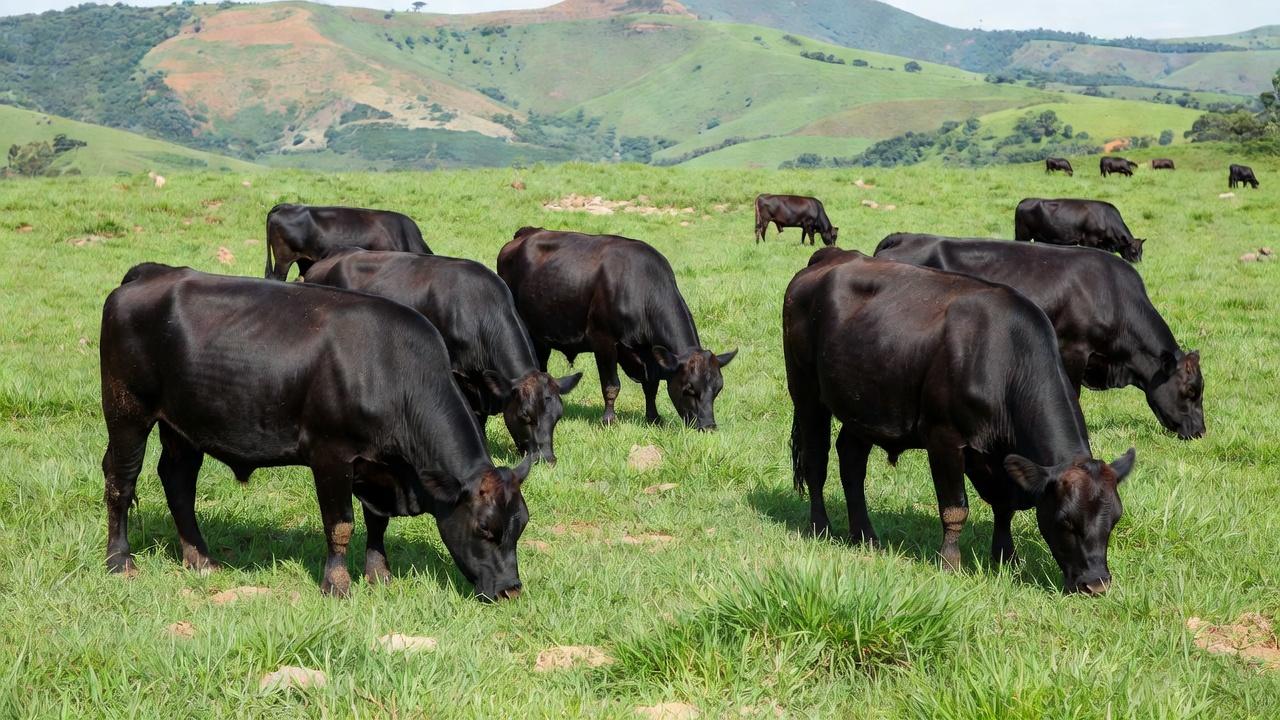 Animais da raça britânica são usados no cruzamento com vacas Nelore, do Centro-Oeste — Foto: Globo Rural