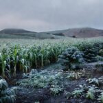 Lavouras de milho, café e feijão cobertas por geada no Sul e Sudeste do Brasil