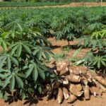 Plantação de mandioca em São Paulo com raízes colhidas, alta de preços por oferta reduzida