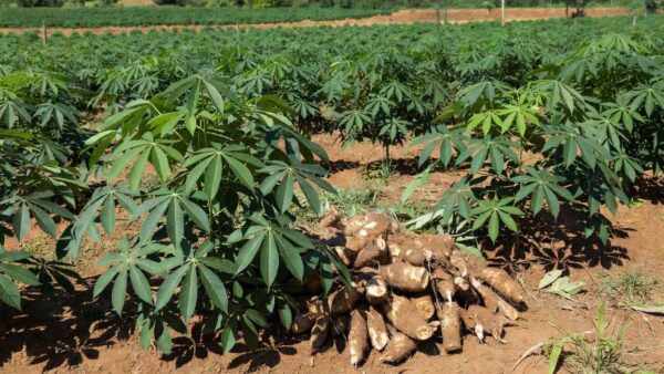 Plantação de mandioca em São Paulo com raízes colhidas, alta de preços por oferta reduzida