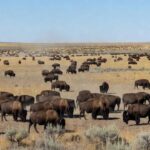 Vasto rebanho de bisões em planície natural, o maior do mundo com 45 mil animais