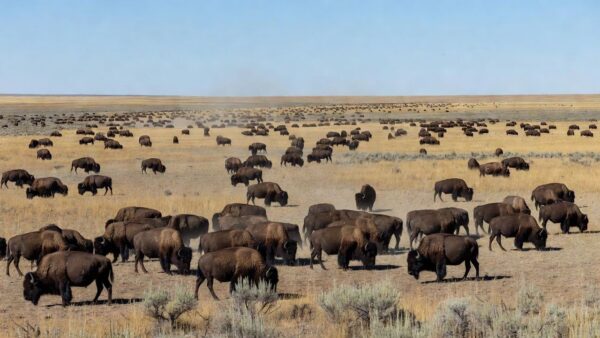 Vasto rebanho de bisões em planície natural, o maior do mundo com 45 mil animais