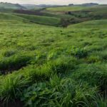 Lavoura com plantas de cobertura em Muitos Capões demonstrando ganho de nitrogênio no Sul