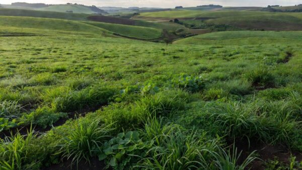 Lavoura com plantas de cobertura em Muitos Capões demonstrando ganho de nitrogênio no Sul