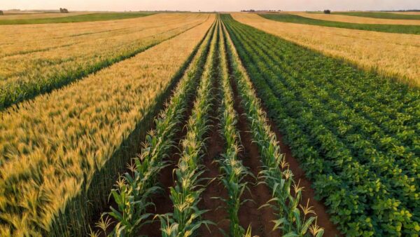 Campos de trigo, milho e soja no Brasil com contratos recuando na CBOT