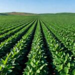 Plantação de soja no Brasil representando exportações confirmadas para China e México