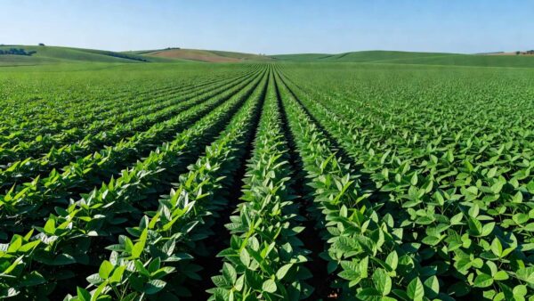 Plantação de soja no Brasil representando exportações confirmadas para China e México