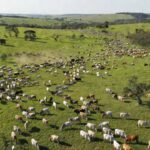 Rei do Gado: Foto: Montagem Compre Rural